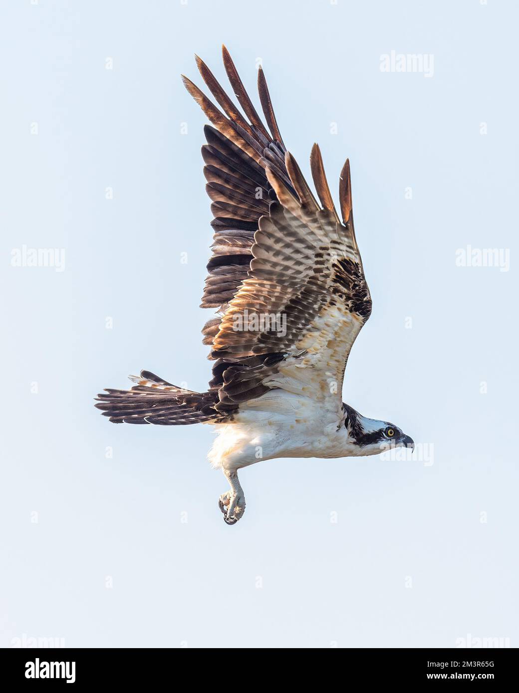 An Osprey (Pandion haliaetus) in flight against a clear sky in the