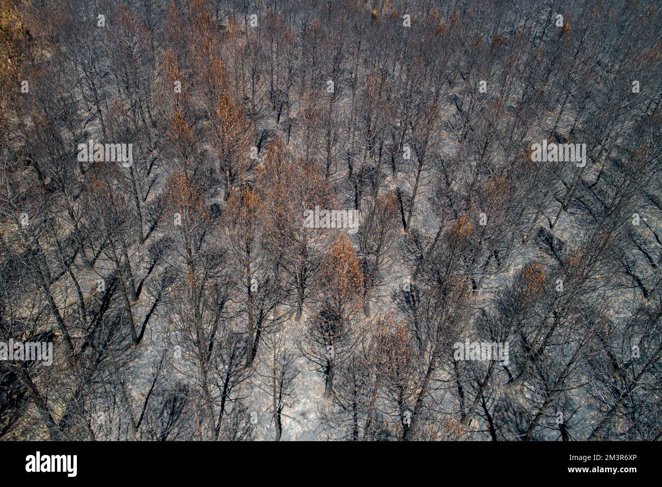 An aerial view of burnt forest after the fire Stock Photo - Alamy
