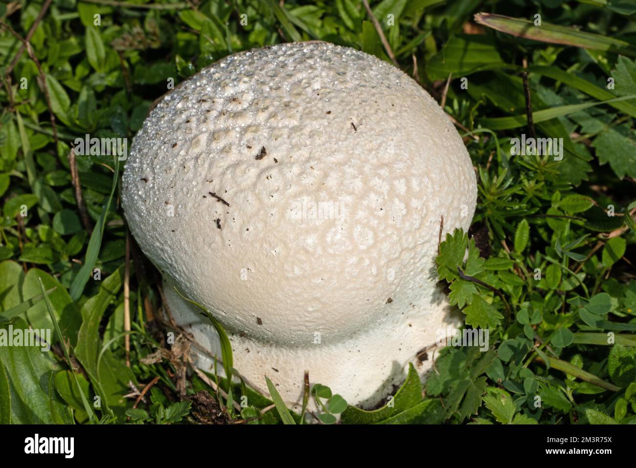 Giant puffball, Giant stag fungus spherical whitish fruiting body in green meadow Stock Photo