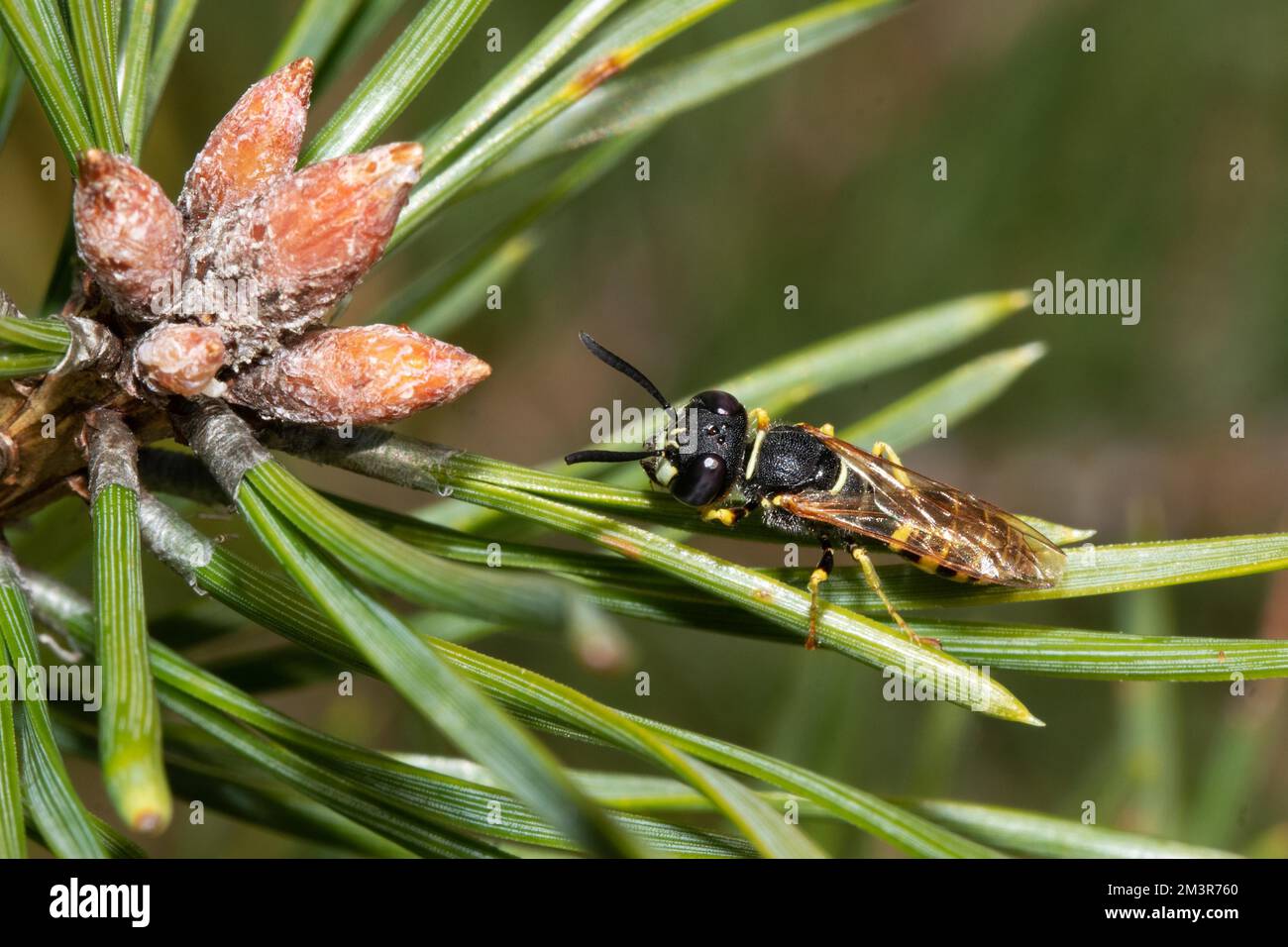 European beewolf sitting on pine needle looking left Stock Photo