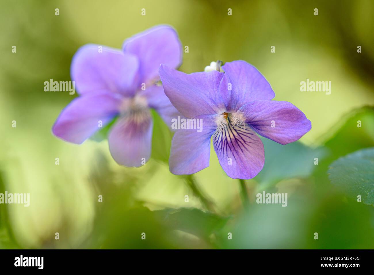 Heath dog-violet (Viola canina), two flowers, Oberhausen, Ruhr area, North Rhine-Westphalia, Germany Stock Photo