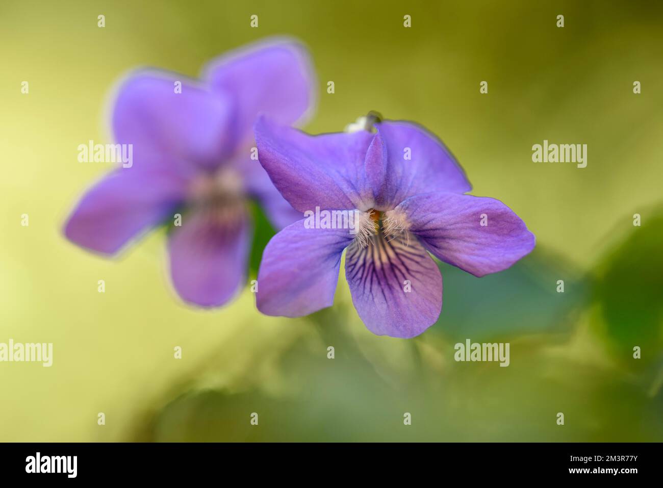 Heath dog-violet (Viola canina), two flowers, Oberhausen, Ruhr area, North Rhine-Westphalia, Germany Stock Photo