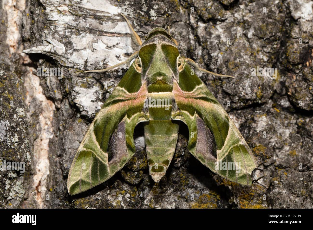 Oleander butterfly moth hi-res stock photography and images - Alamy