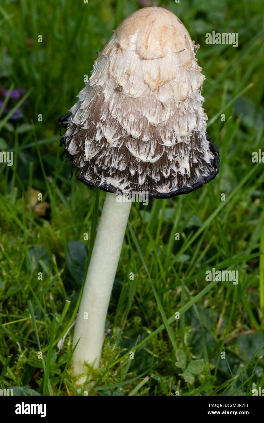 Crested tintling fruiting body whitish stalk and white-blackish scaled cap in green meadow Stock Photo