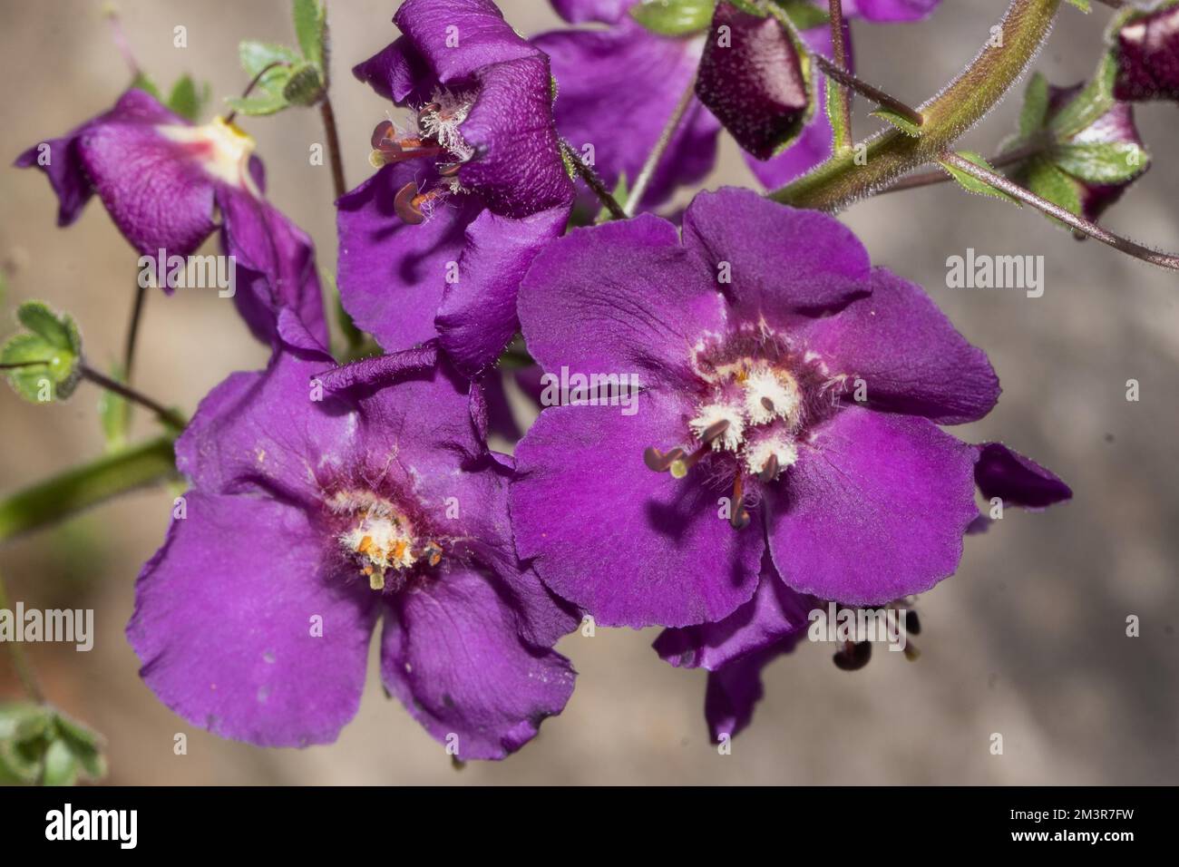 Phoenician mullein two opened purple flowers side by side Stock Photo