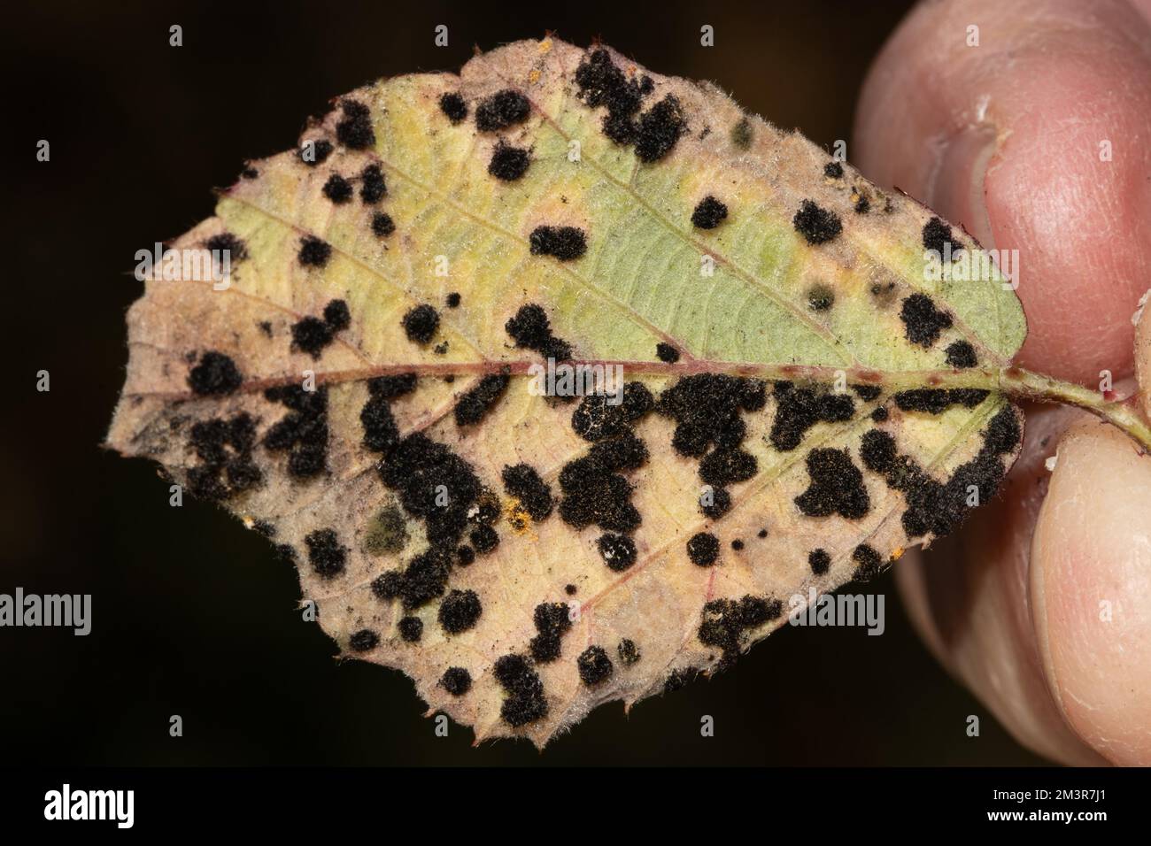 Thin-walled blackberry rust Leaf with many dark leaf spots next to each other Stock Photo