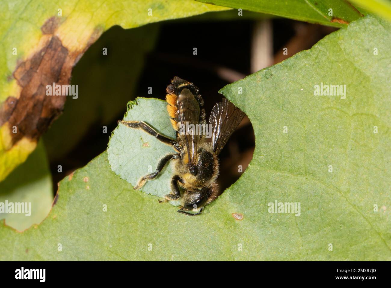 Garden leafcutter bee cutting out pieces of green leaf hanging looking down Stock Photo