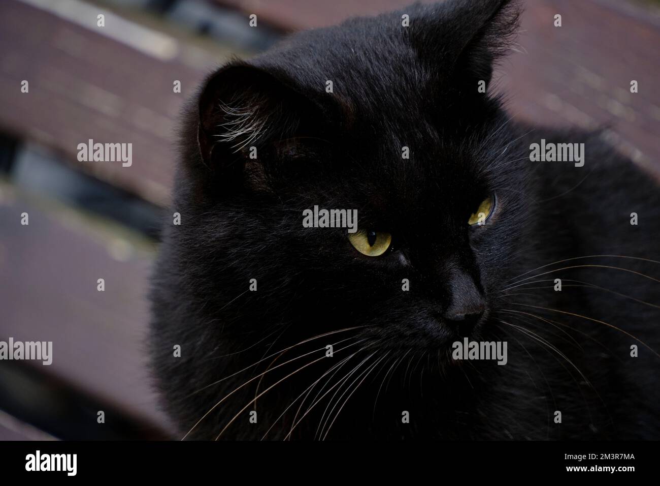 Beautiful black cat close up hi-res stock photography and images - Alamy