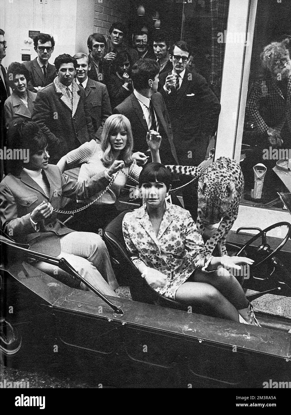 The opening of Irvine Sellers' new boutique, Tomcat in Carnaby Street in 1966 attended by the singer Adrienne Posta who looks a little unsettled to find herself sharing a ride with another, more feline, special guest!  Is it a cheetah or a leopard?  1966 Stock Photo