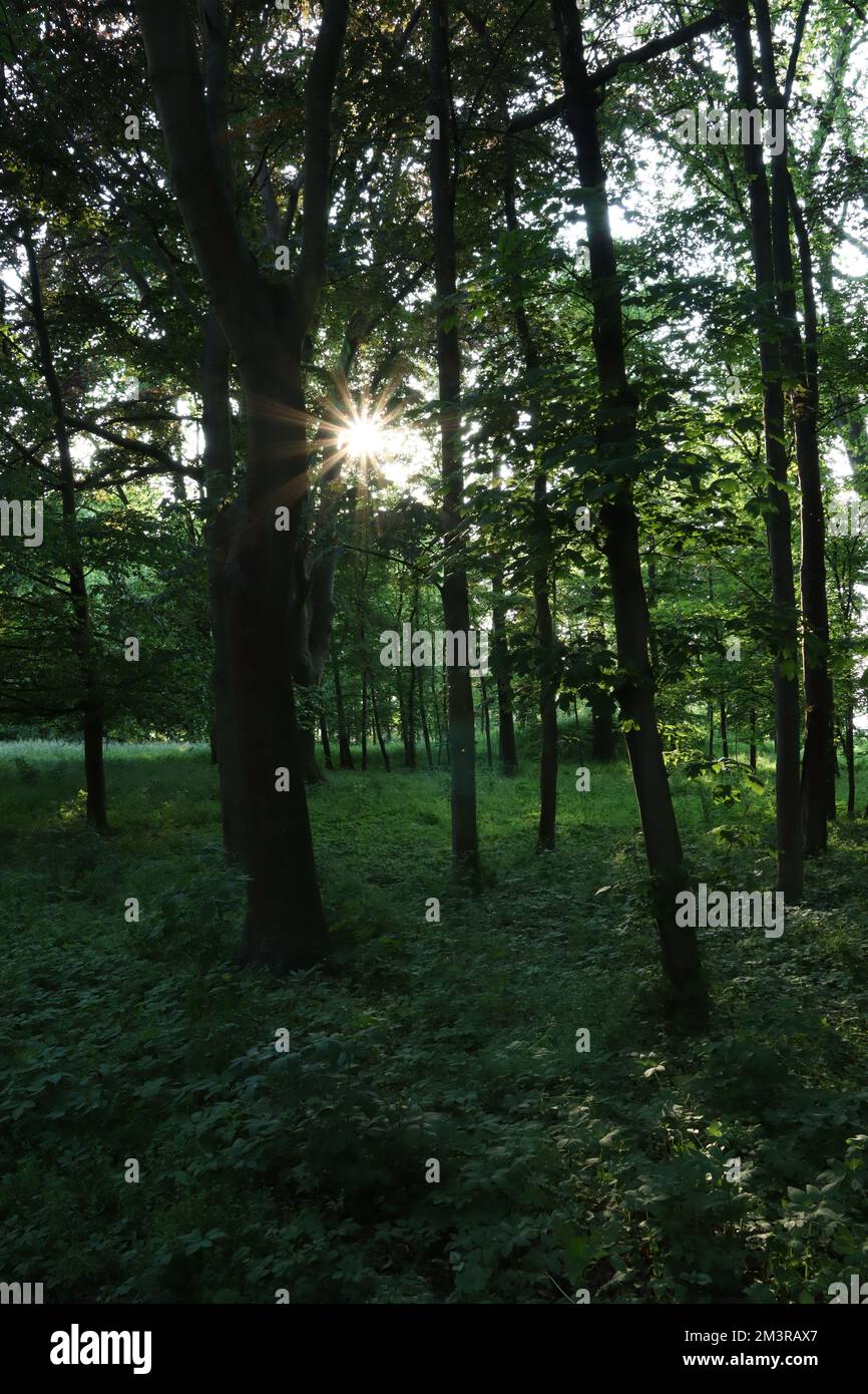 View sun rays bursting hi-res stock photography and images - Alamy