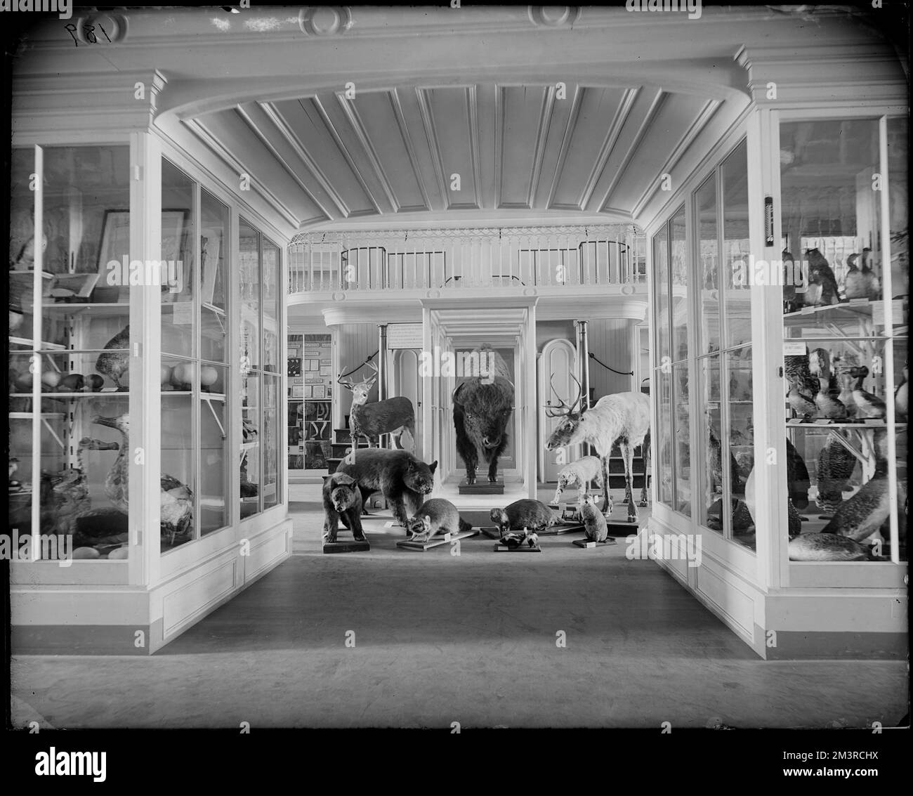 Salem, 161 Essex Street, Peabody Museum, interior , Galleries & museums