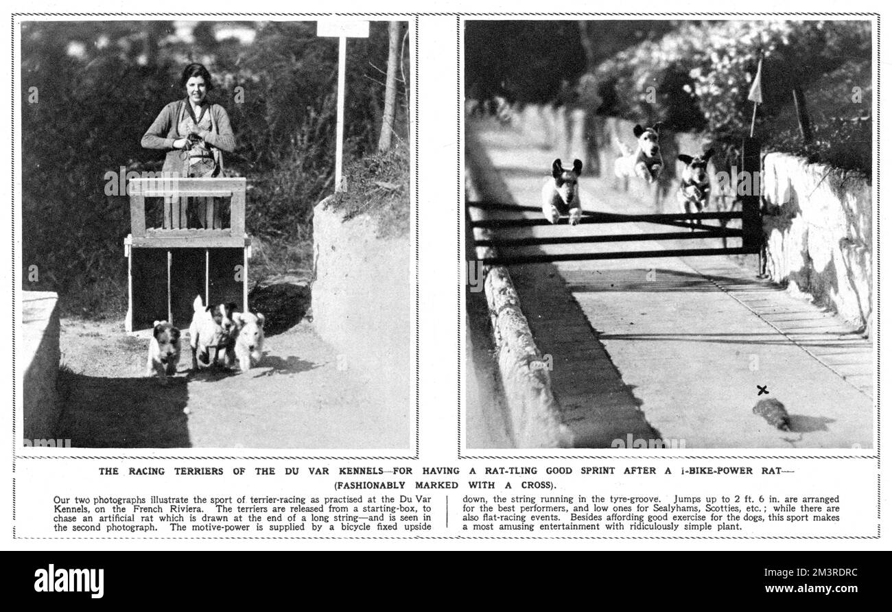 The sport of terrier-racing as practised at the Du Var Kennels on the French Riviera.  The terriers were released from a starting box to chase an artificial rat, drawn on the end of a long string.  Jumps were up to 2ft 6 inches in height, while lower ones were set up for lower slung dogs like Sealyhams, Scotties etc.       Date: 1931 Stock Photo