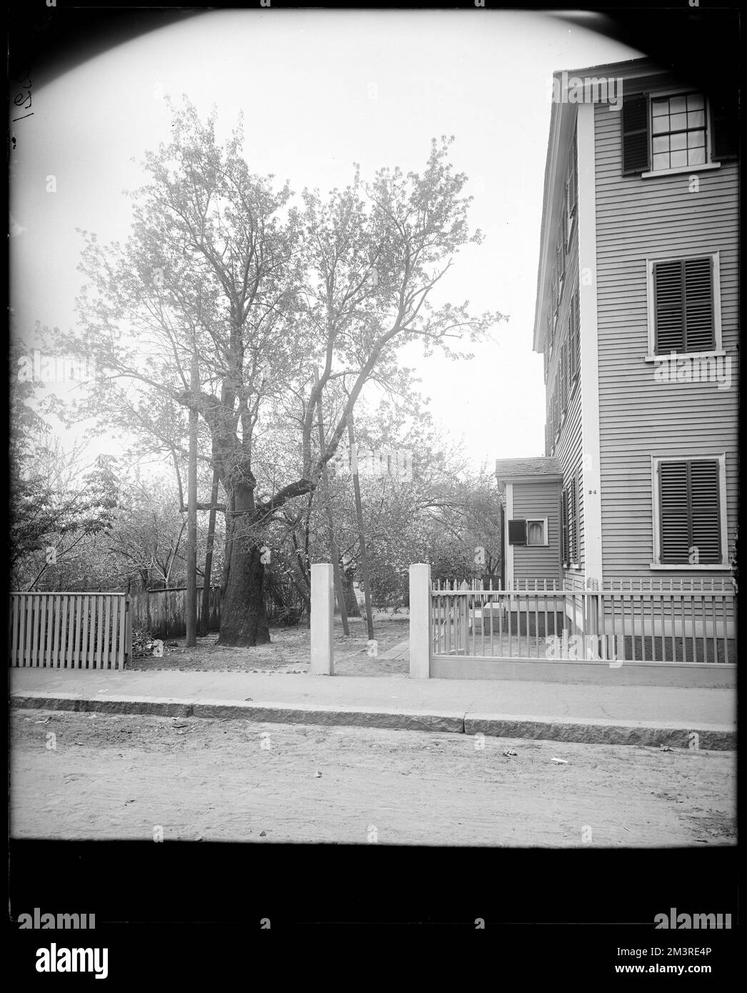 Salem, 24 Hardy Street, views, orange pear tree on Allen estate