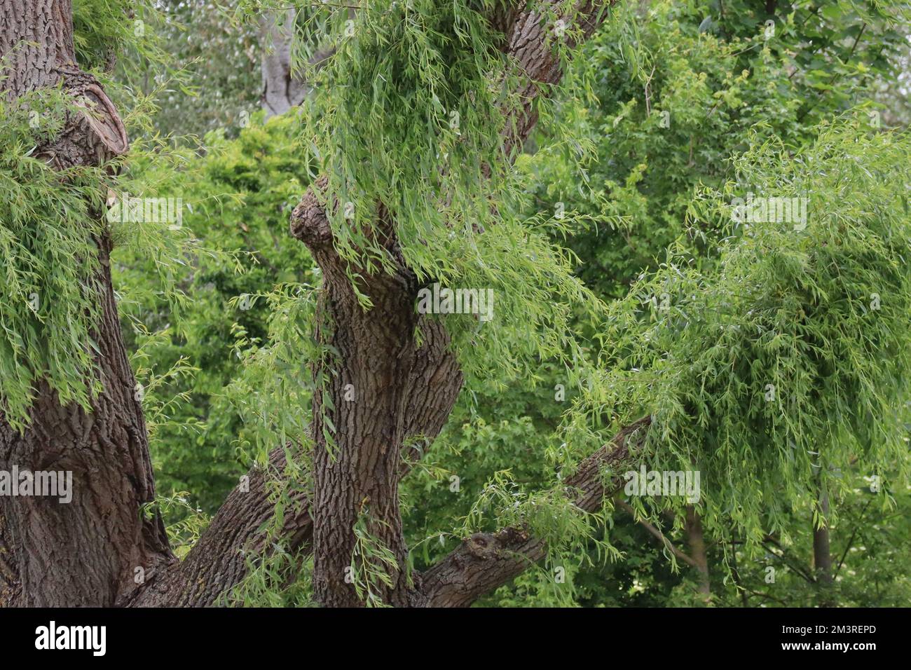 Weeping willow sprouting freshly after pruning Stock Photo