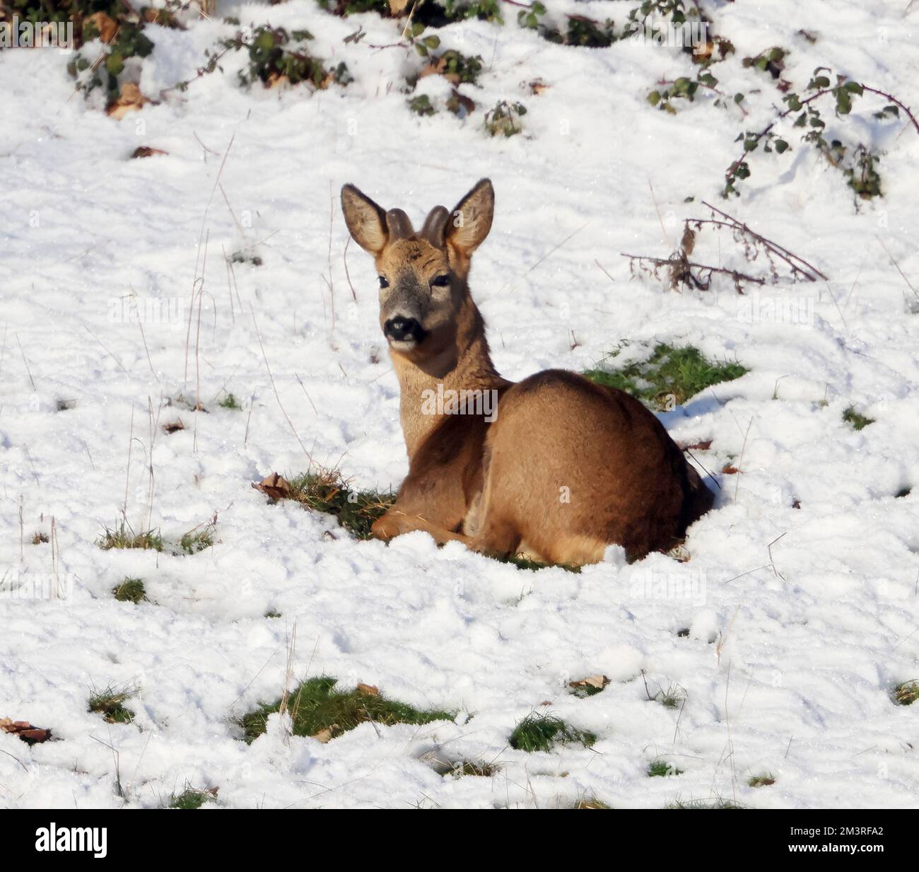 Roe Deer in the snow during Winter time in the Cotswold Hills Stock ...