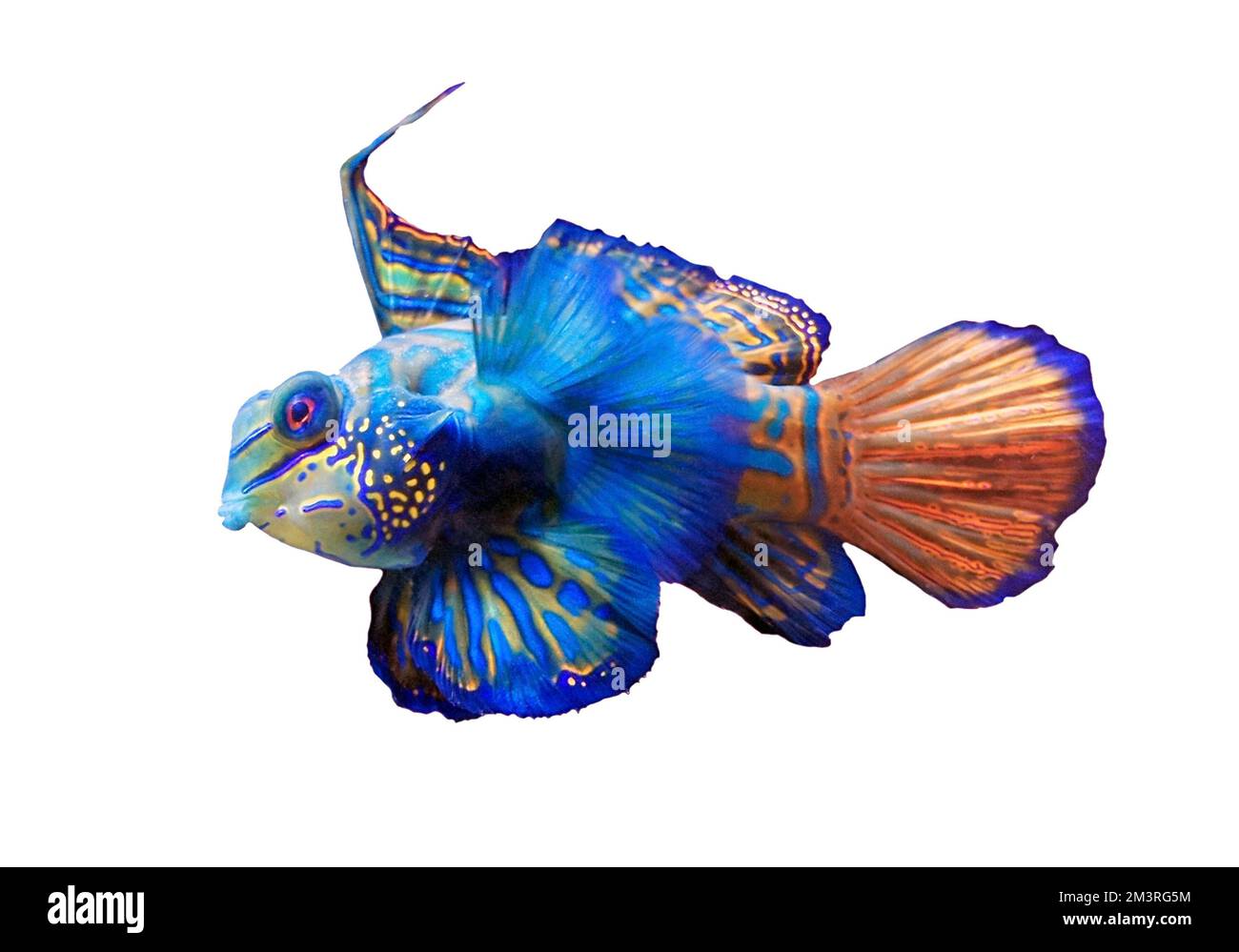 Mandarinfish (Synchiropus splendidus), coral reef, freeze frame, colourful, coral reef, Cebu, Philippines, white background Stock Photo