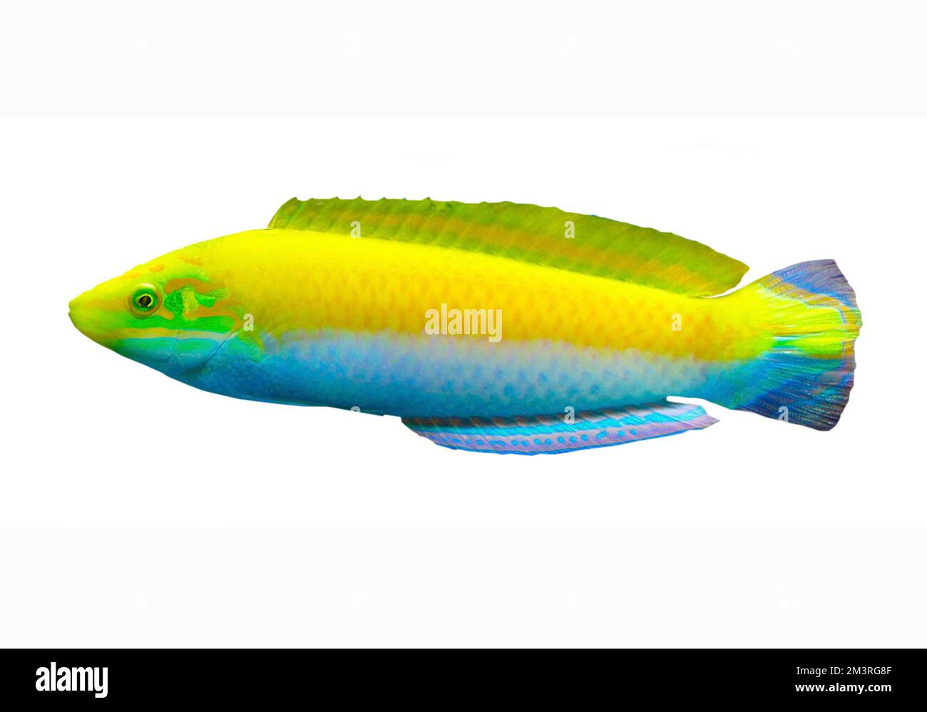 Indian canary wrasse (Halichoeres leucoxanthus), freeze frame, coral reef, Indo-Pacific, white background Stock Photo