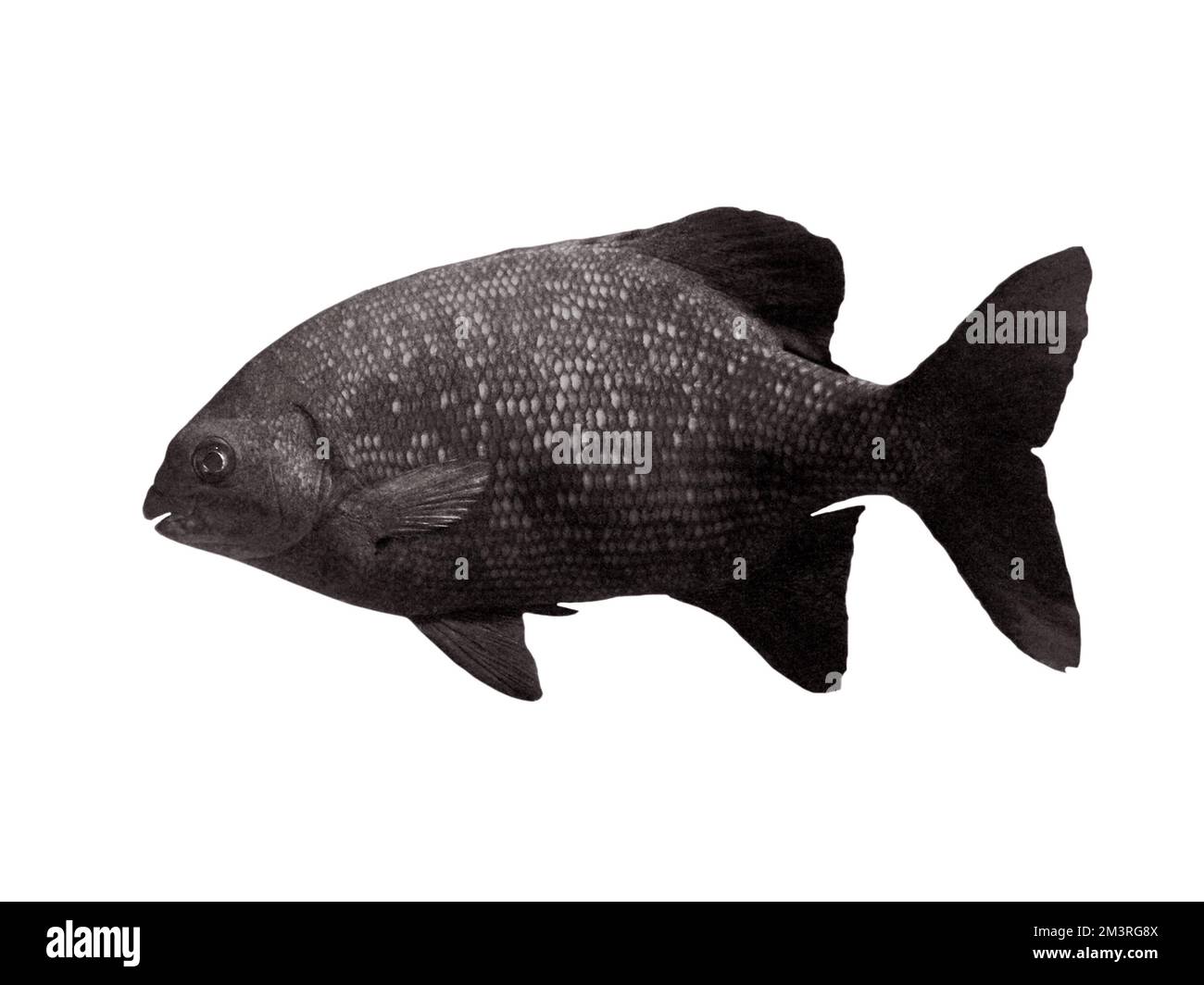 High fin rudderfish (Kyphosus cinerascens), freeze frame, coral reef, Indo-Pacific, white background Stock Photo