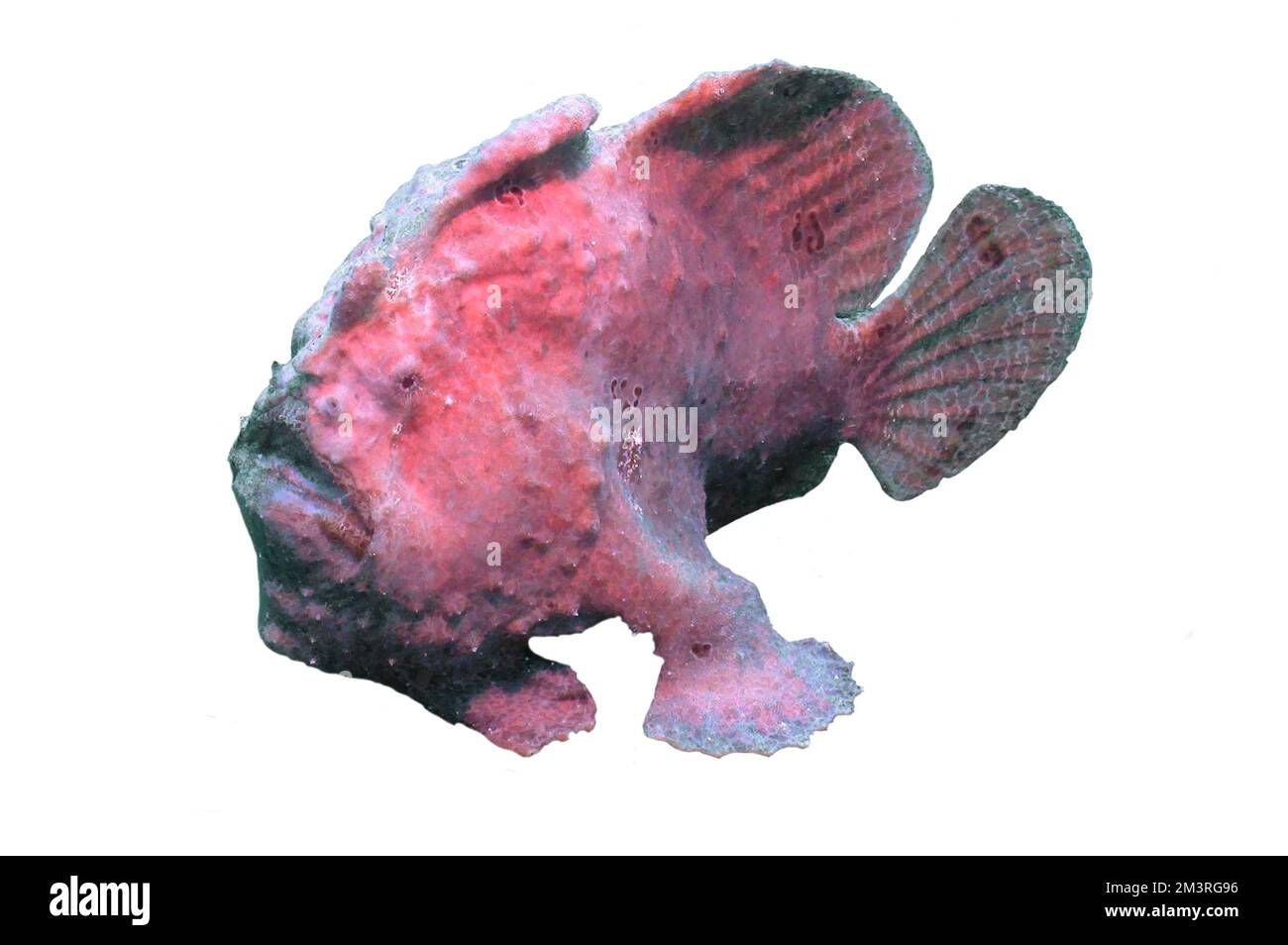 Giant frogfish (Antennarius commerson), freeze frame, pink colour variation, Red Sea, Nuweiba, Sinai, Egypt, white background Stock Photo