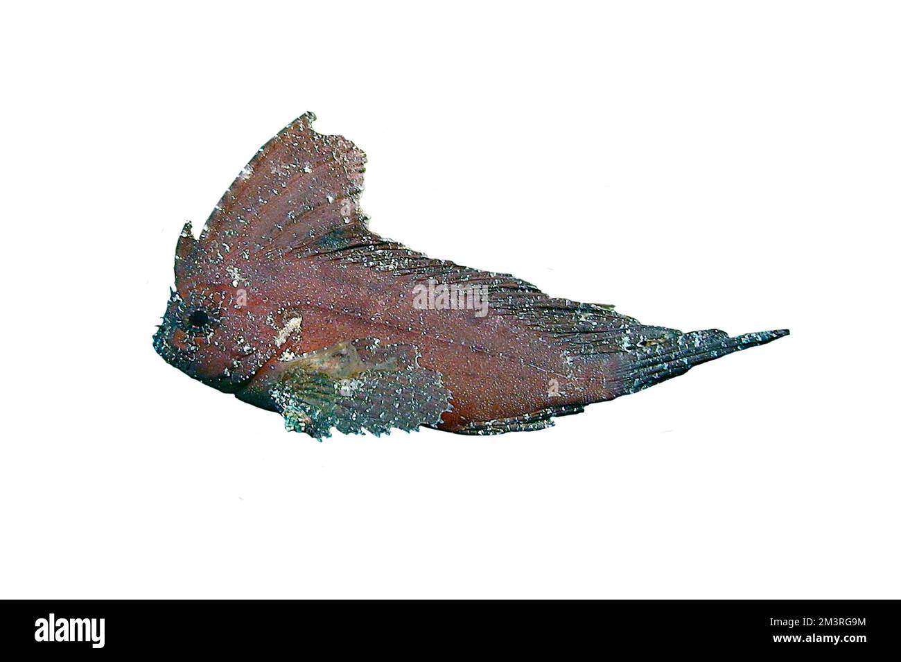 Cockatoo waspfish (Ablabys taenianotus), exempted, dragonhead relatives, coral reef, Indo-Pacific, white background Stock Photo