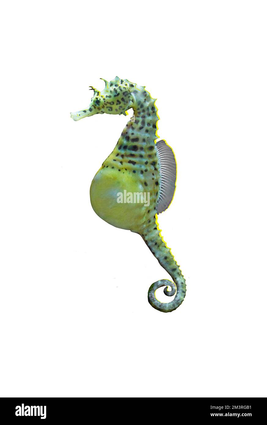 Big-belly seahorse (Hippocampus abdominalis), largest seahorse in the world, Australia and South and West Pacific, White Background Stock Photo