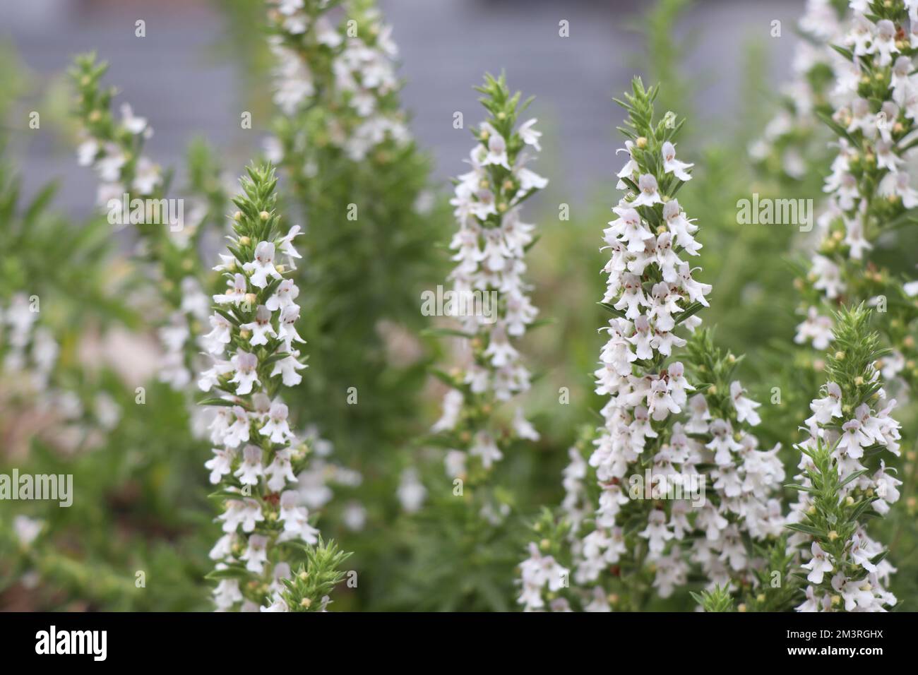 White Blooming herb Satureja montana Stock Photo
