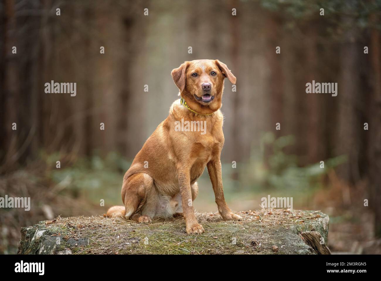 Fox Red Labrador sitting in the forest with a non branded Yellow nervous collar indicator Stock Photo