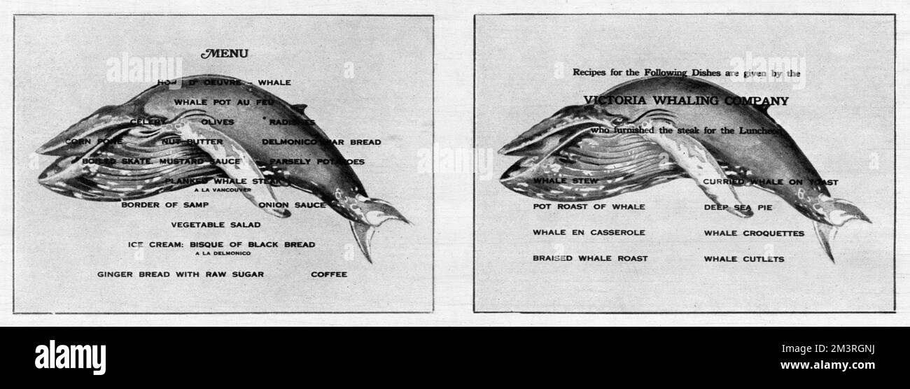 Culinary science applied to the whale: the menu and recipes at a steak whale luncheon given by the American Museum of Natural History on 8th February 1918, in the interests of wartime food conservation. W. P Pycraft, the eminent zoologist, wrote in the accompanying article to these images that the meal proved an immense success.     Date: 1918 Stock Photo