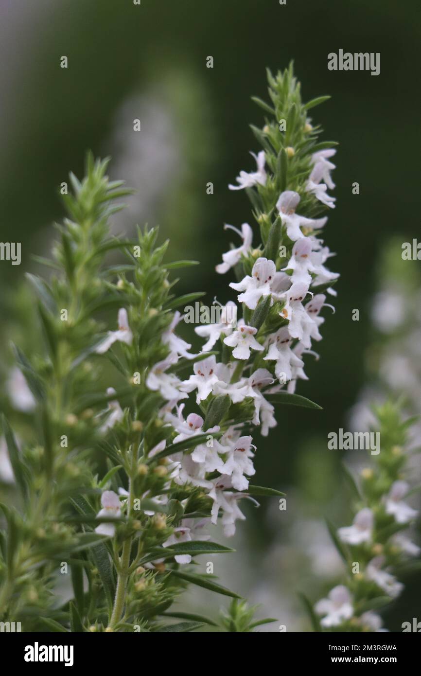 White Blooming herb Satureja montana Stock Photo