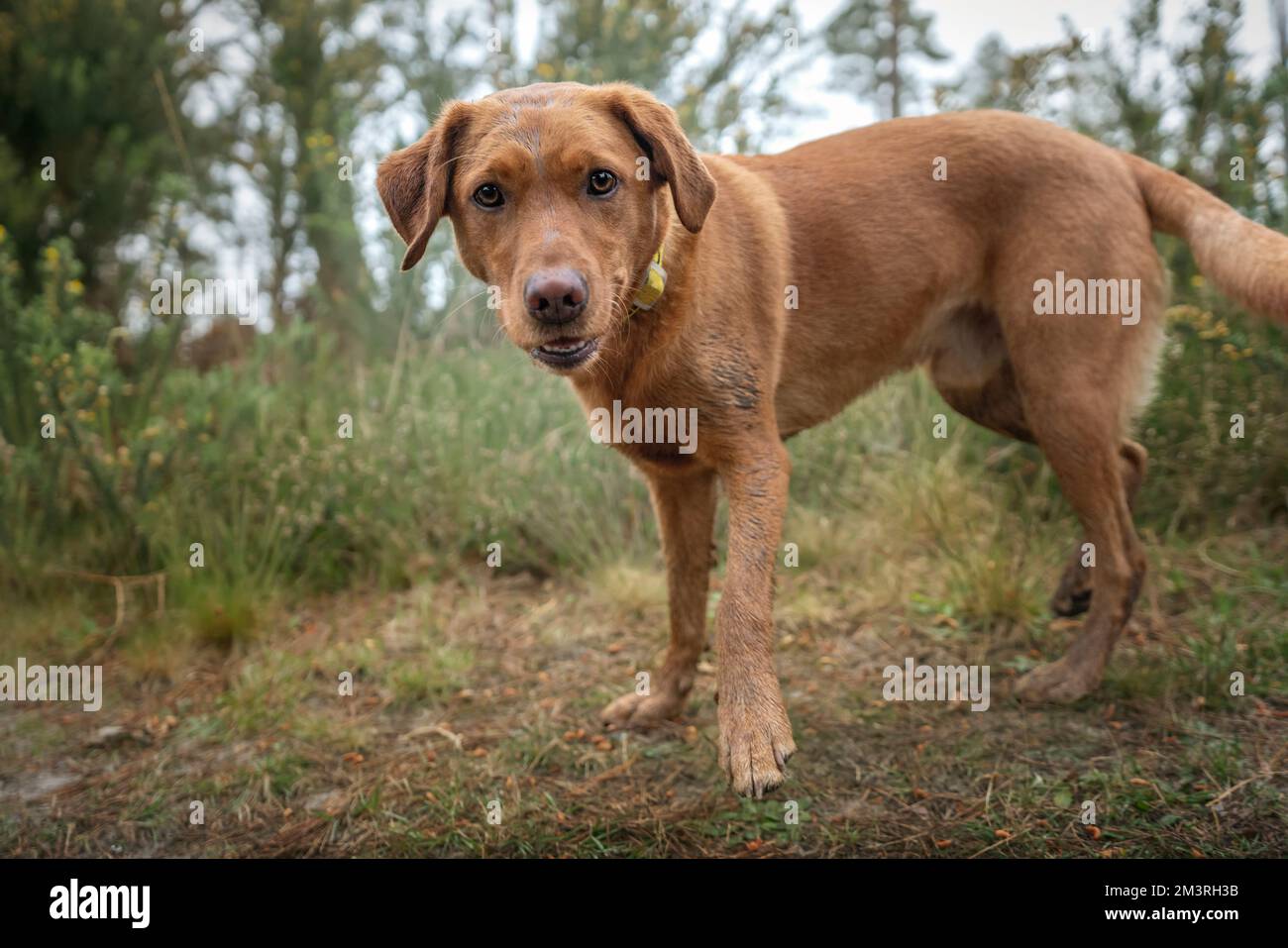 Fox Red Labrador standing in the forest close up and happy Stock Photo