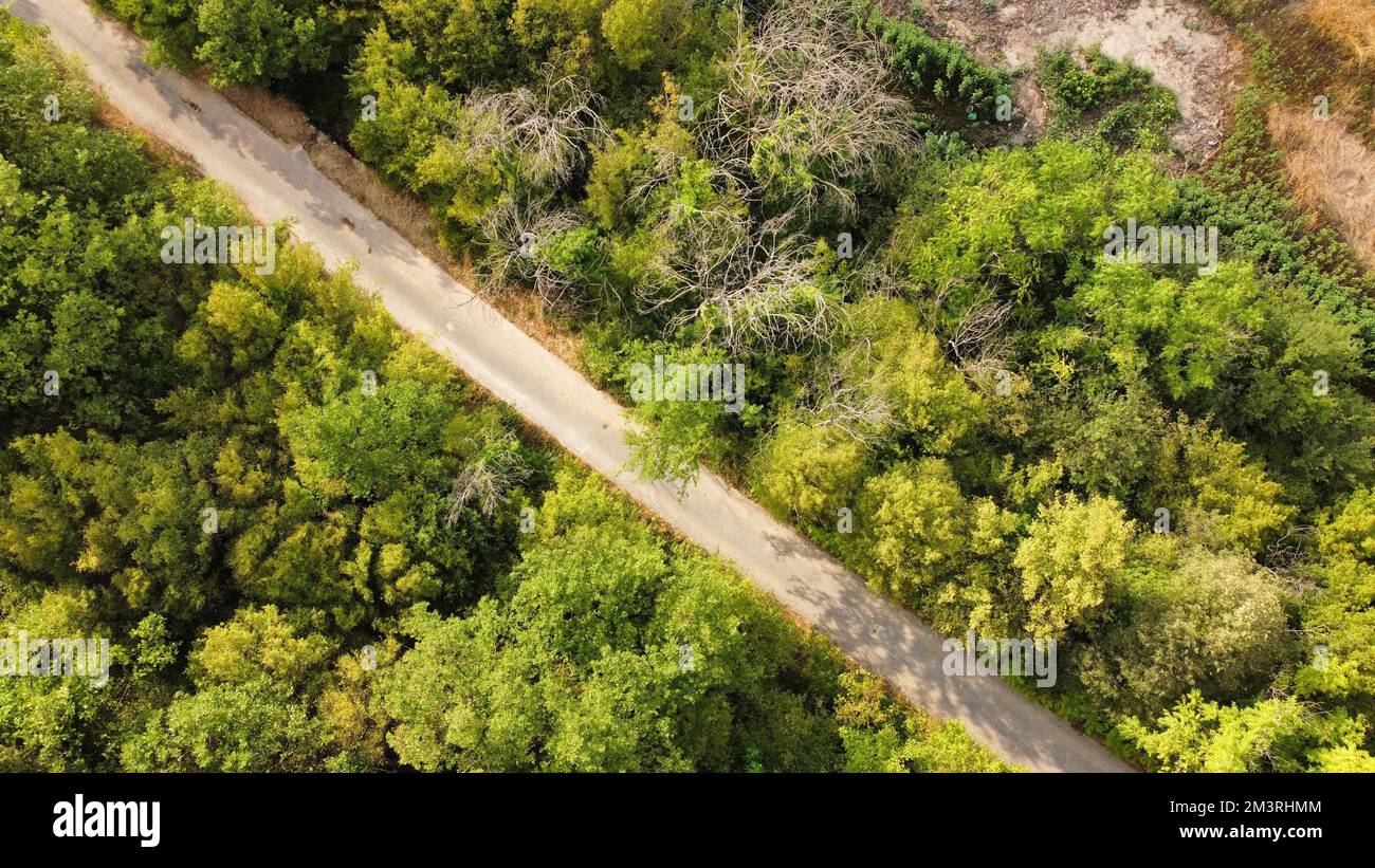 An aerial view of a road surrounded by tall green trees at daytime ...