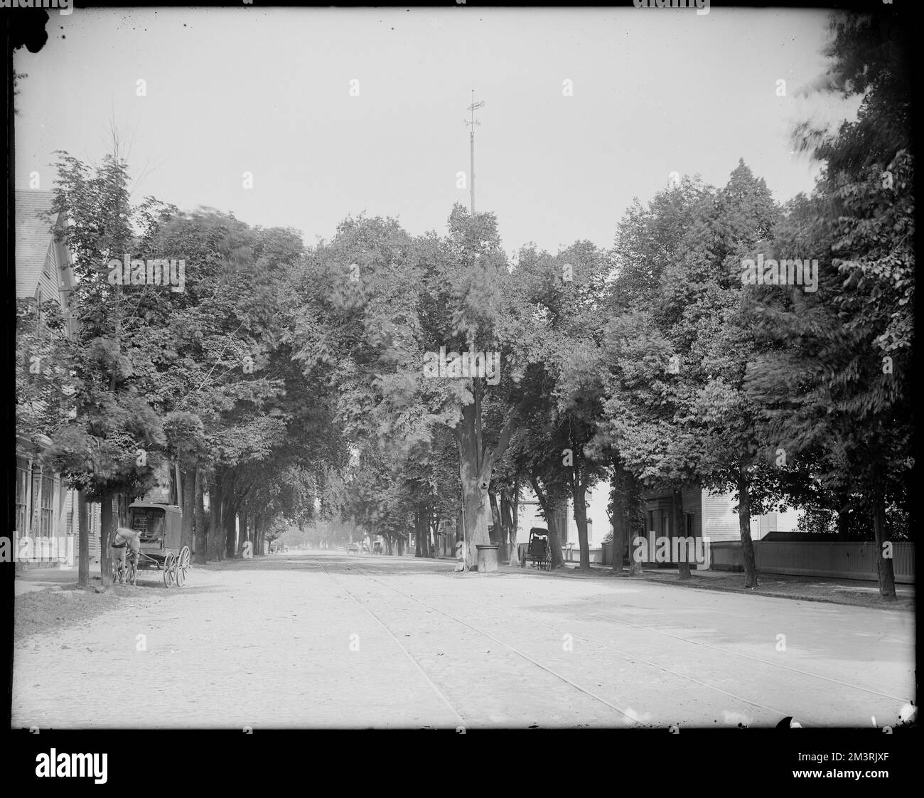Salem, Boston Street opposite 109, view, big elm trees , Elms