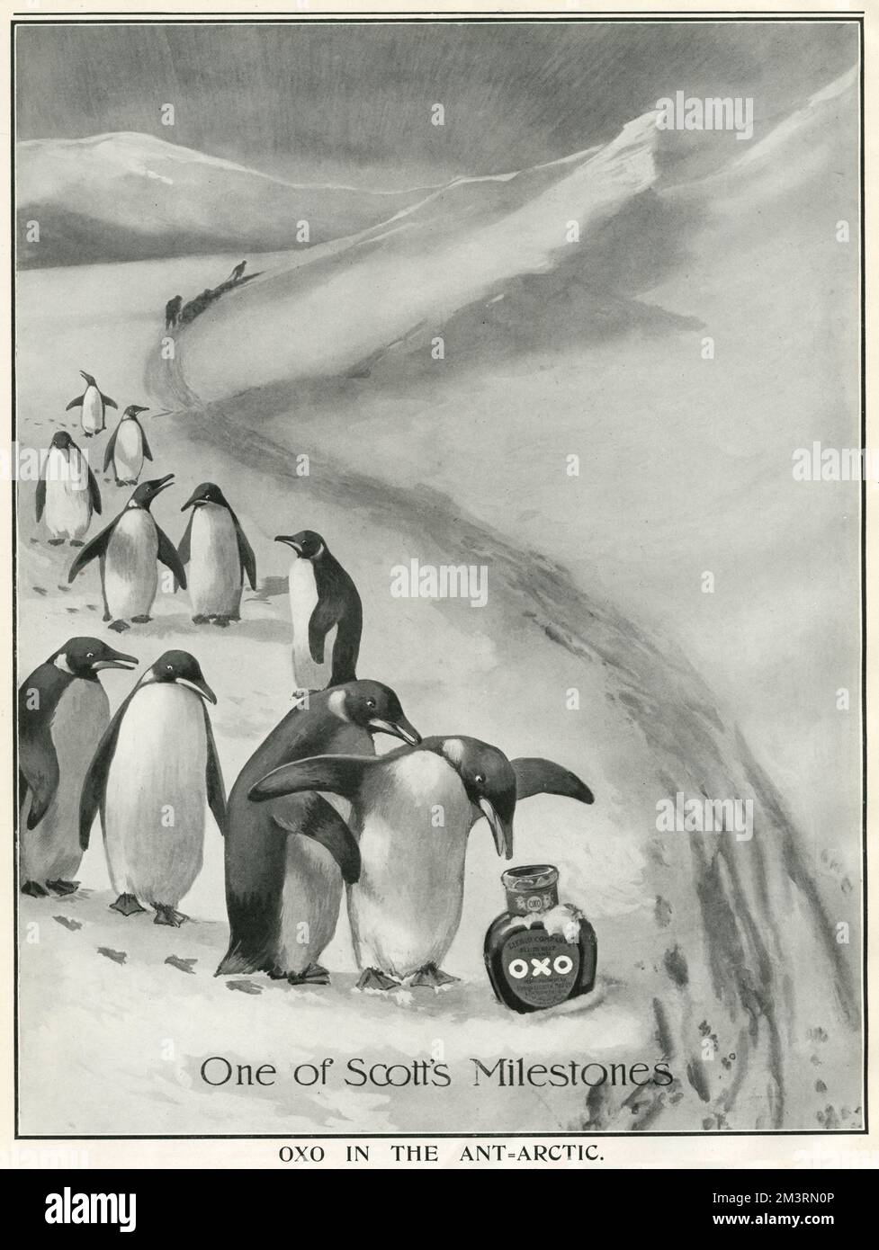 Advertisement for Oxo as supplied to Captain Scott on his ill-fated expedition to the South Pole.  The advert quotes a letter from Scott who wrote, 'The various preparations of Oxo have been found very useful and suitable for our camp purposes.'  Picture shows penguins looking curiously at an empty jar of Oxo as Scott's party ploughs onwards to their destination.  Ironically, this advertisement was published in The Tatler on 27th March, just two days before Scott and remaining two members of his team died from exposure and starvation.       Date: 1912 Stock Photo