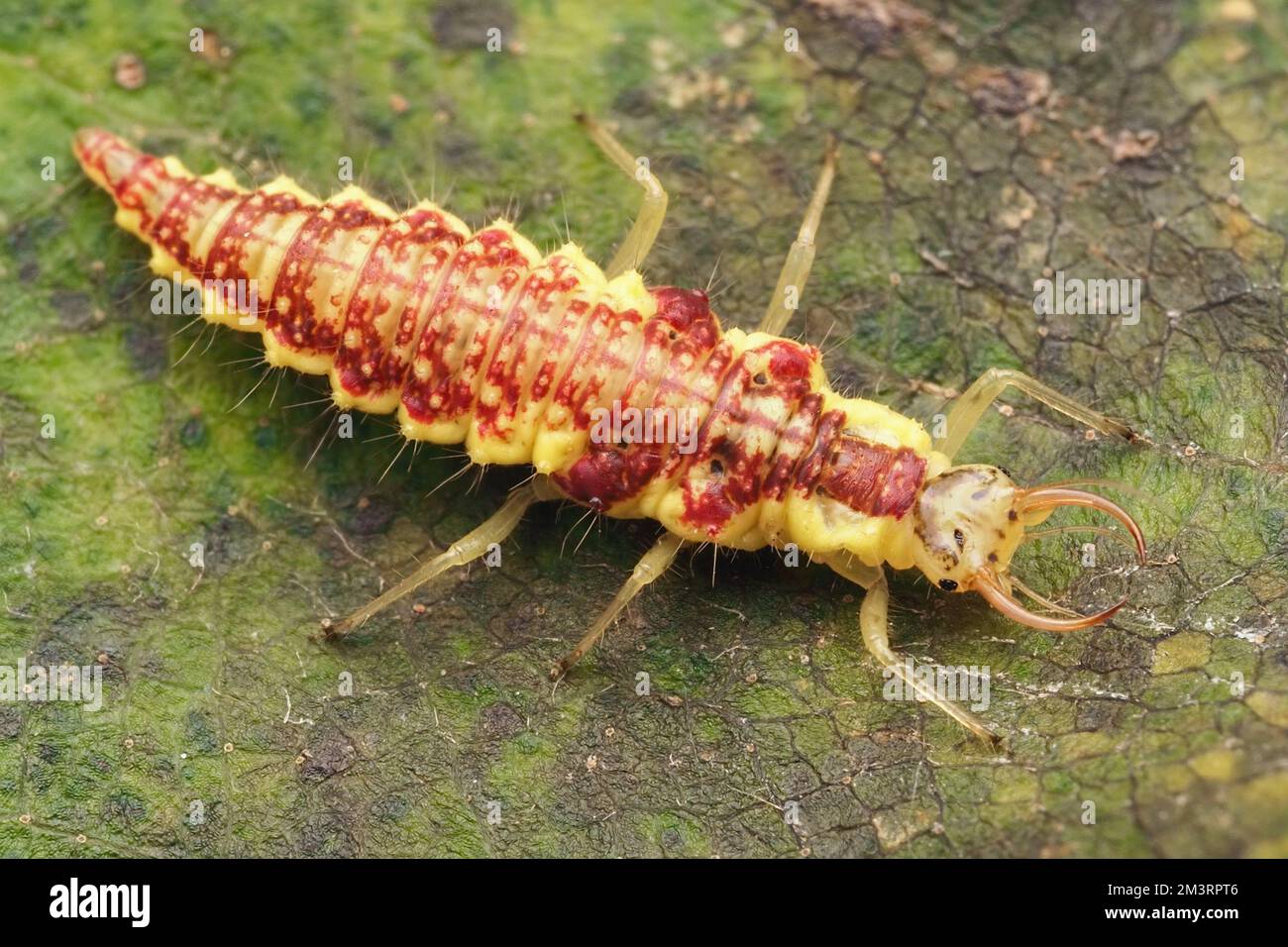 Dorsal view of Lacewing larva on leaf. Tipperary, Ireland Stock Photo