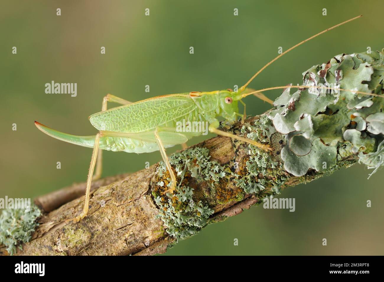 Female Oak Bush-cricket (Meconema thalassinum) at rest on tree branch. Tipperary, Ireland Stock Photo