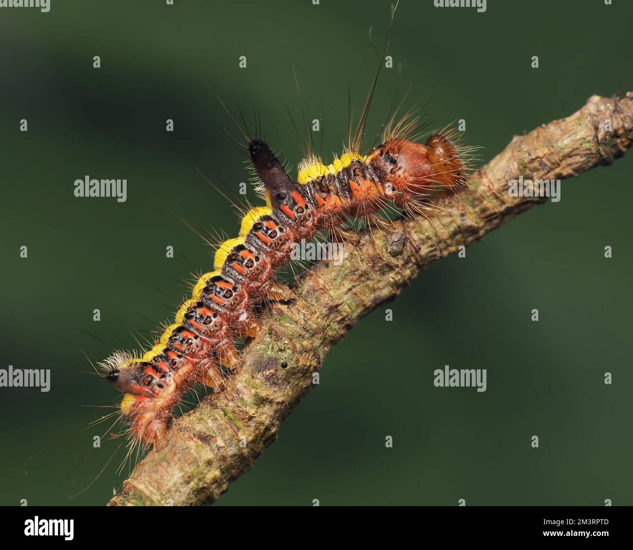 Grey Dagger moth caterpillar (Acronicta psi). Tipperary, Ireland Stock Photo