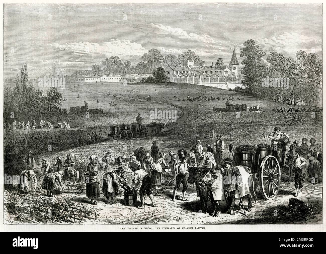 Vineyards of Chateau Lafitte.   1871 Stock Photo