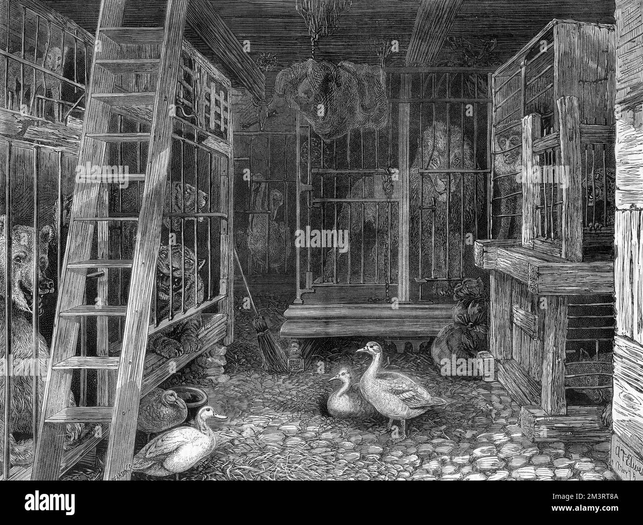 The menagerie of Charles Jamrach, importer of wild and exotic animals