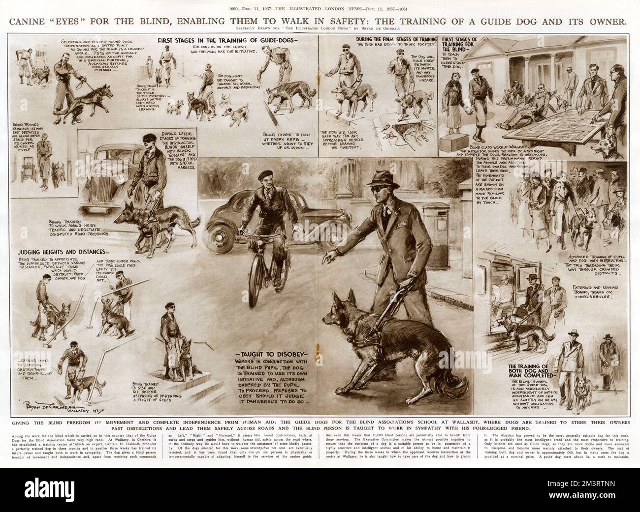Illustration by Bryan de Grineau in The Illustrated London News showing stages of training a guide dog and its blind owner at the Guide Dogs for the Blind Association School in Wallasey.       Date: 1937 Stock Photo