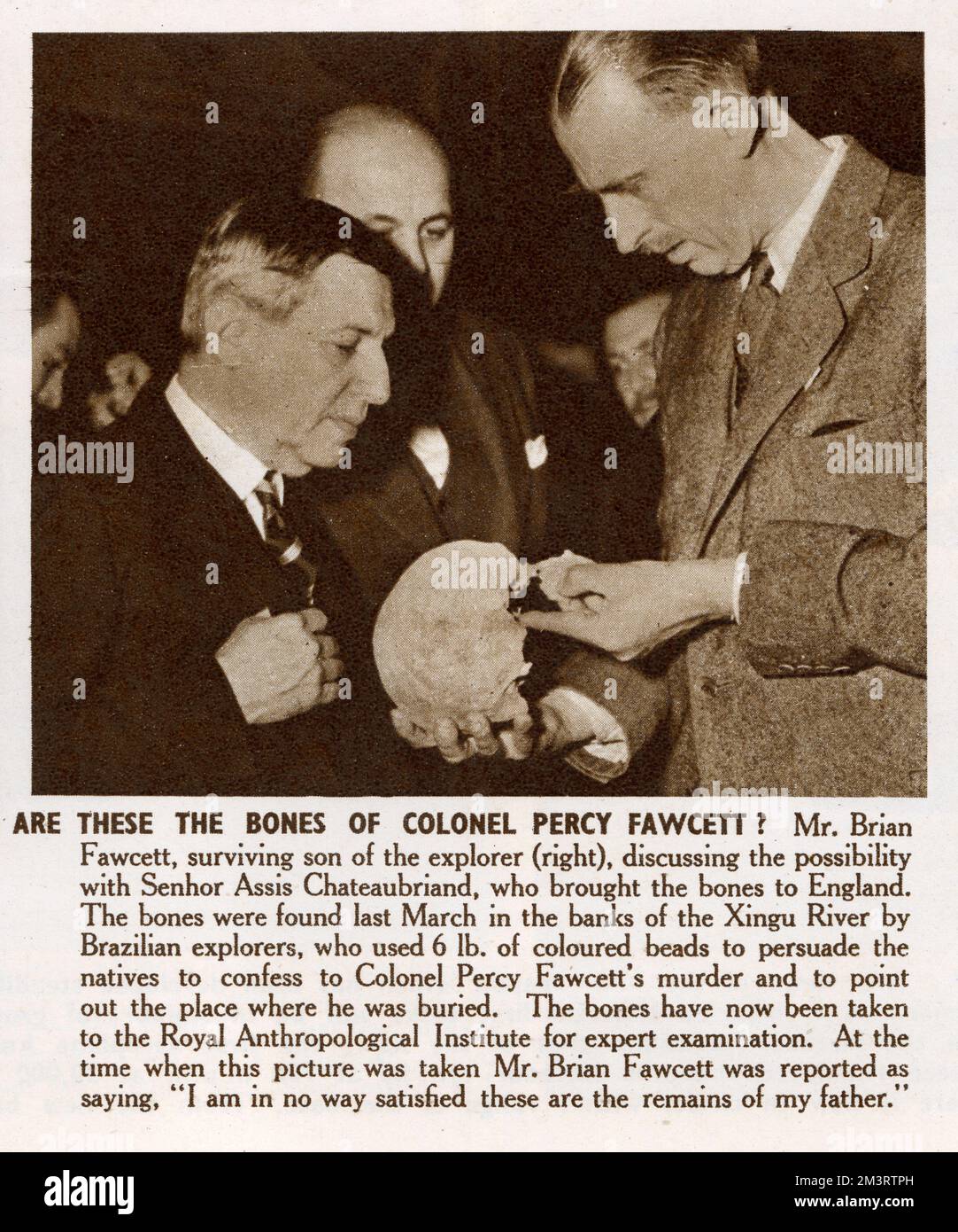 Captioned 'Are these the bones of Percy Fawcett?' Fawcett's son Brian examines a skull found in South America, where his father disappeared in 1925.   1951 Stock Photo