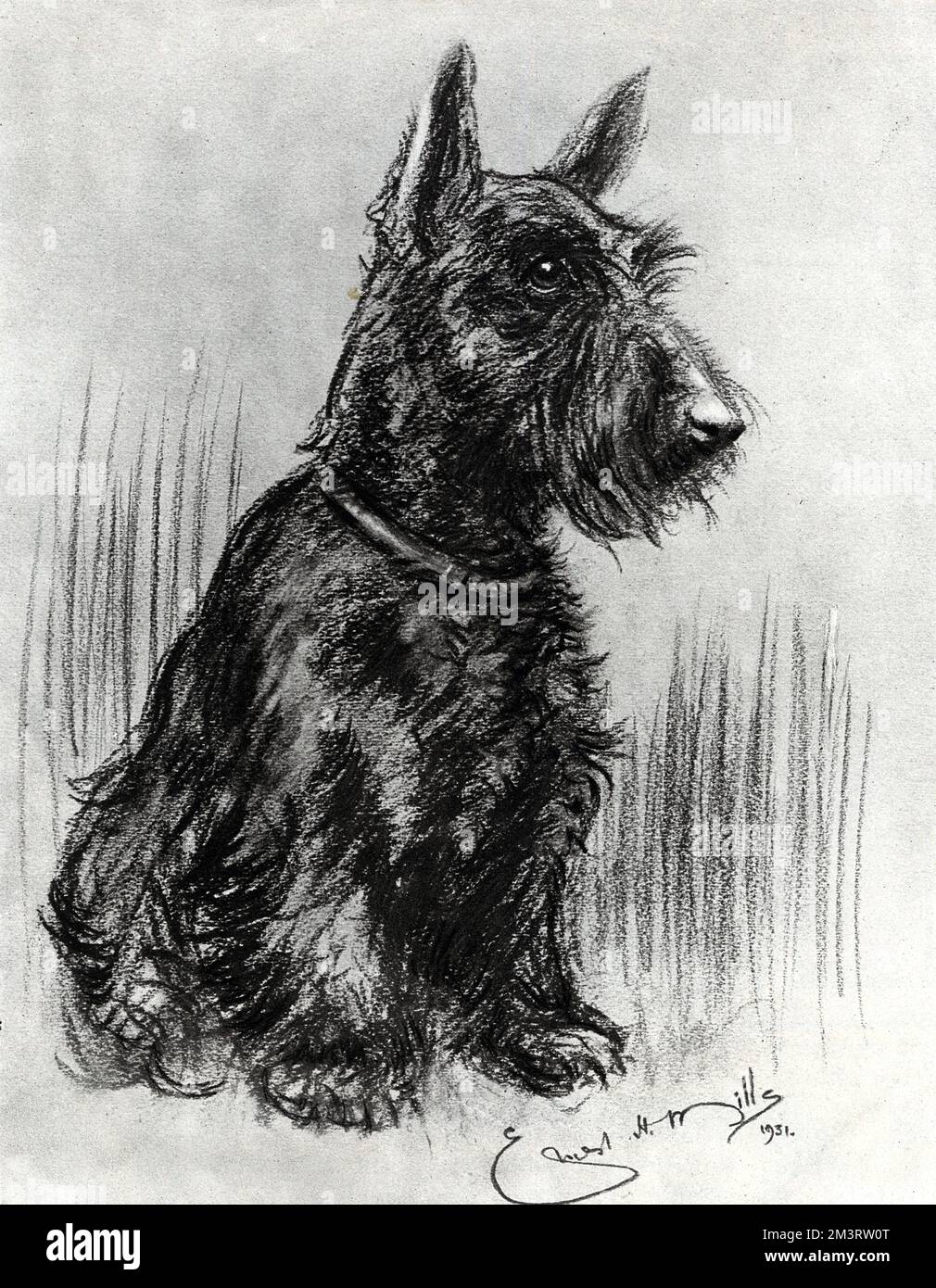 Dougal, Prince Henry's Scottish terrier Stock Photo