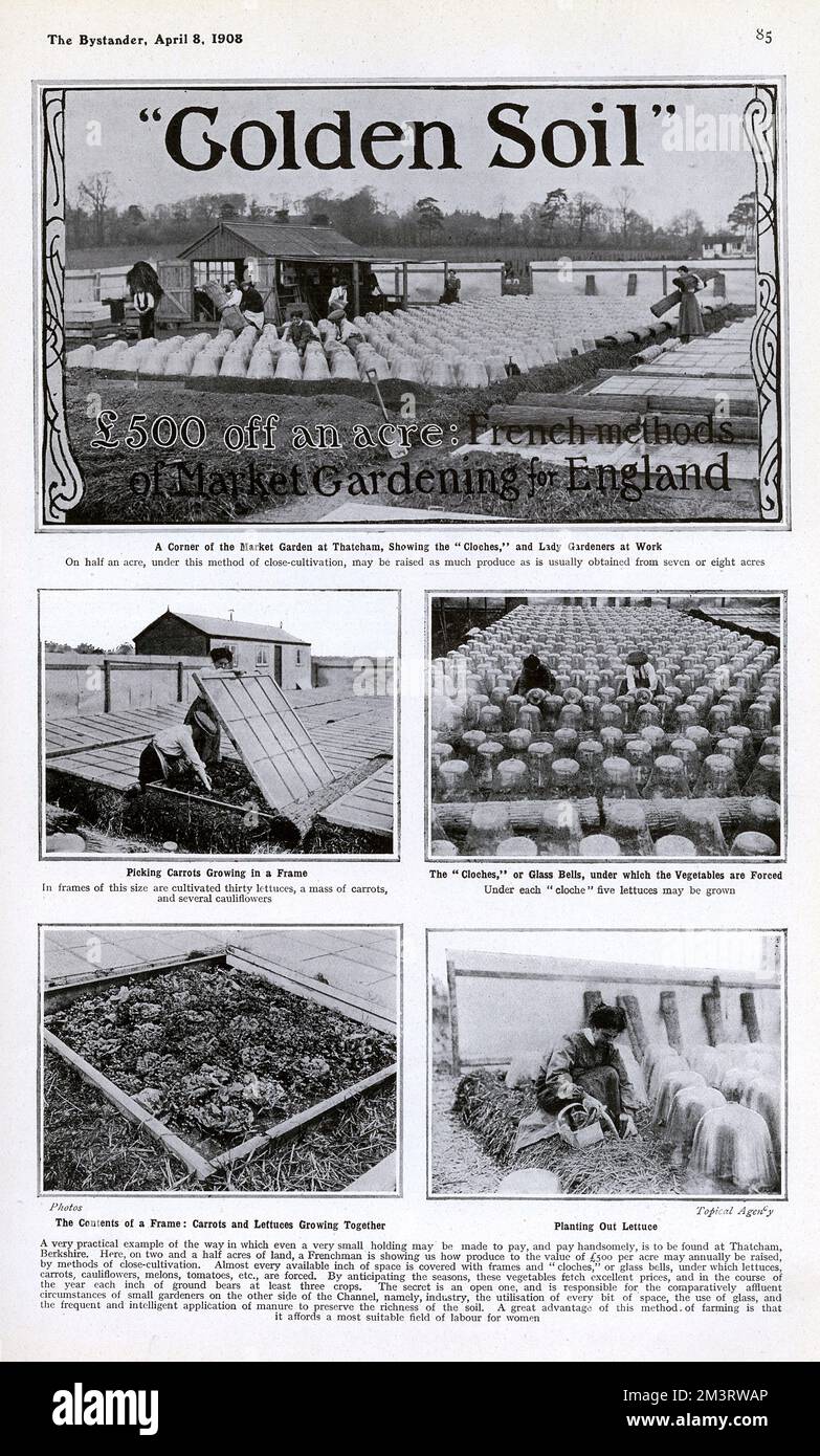 Golden Soil: French methods of Market Gardening for England, showing scenes from the Market Garden at Thatcham, Berkshire.     Date: 1908 Stock Photo