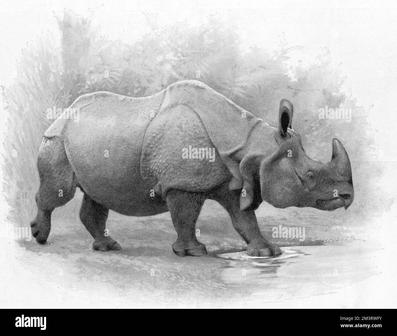 Studies from life at the Zoological Gardens: the Great Indian