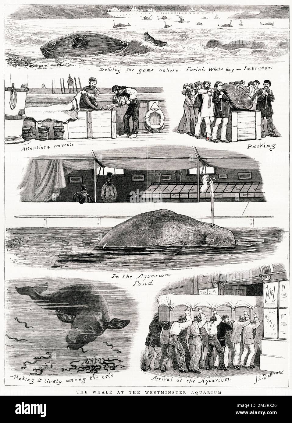 The Whale at the Westminster Aquarium - capture, transportation to London, attention en route, arrival and finally swimming in the Aquarium pond.     Date: 1877 Stock Photo