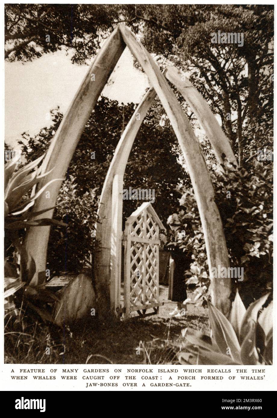 A feature of many gardens on Norfolk Island in the Pacific which recalls the time when whales were caught off the coast: a porch formed of whales' jaw-bones over a garden gate.  1939 Stock Photo