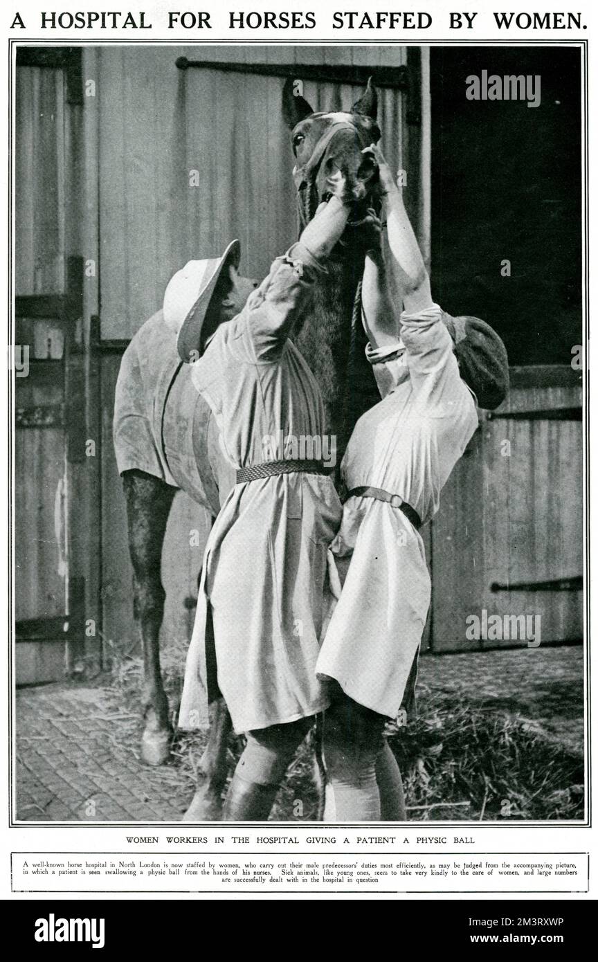 Two women workers giving a physic ball to horse in a North London veterinary hospital, specialising in equine care. The Sphere asserts that the sick animals prefer female care which allows the women to work efficiently.      Date: 1918 Stock Photo