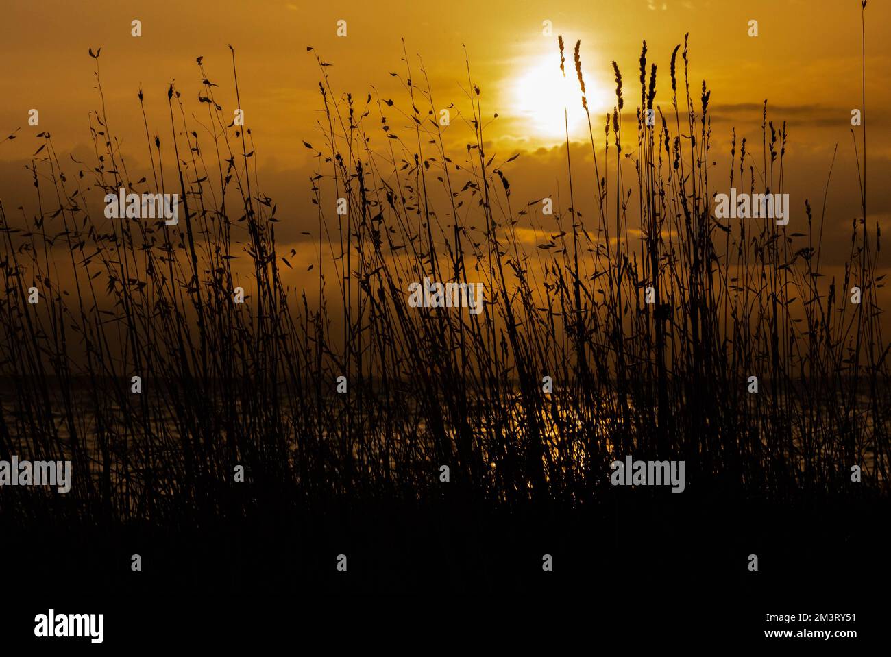The sun setting over a field of tall grass and the sea Stock Photo - Alamy