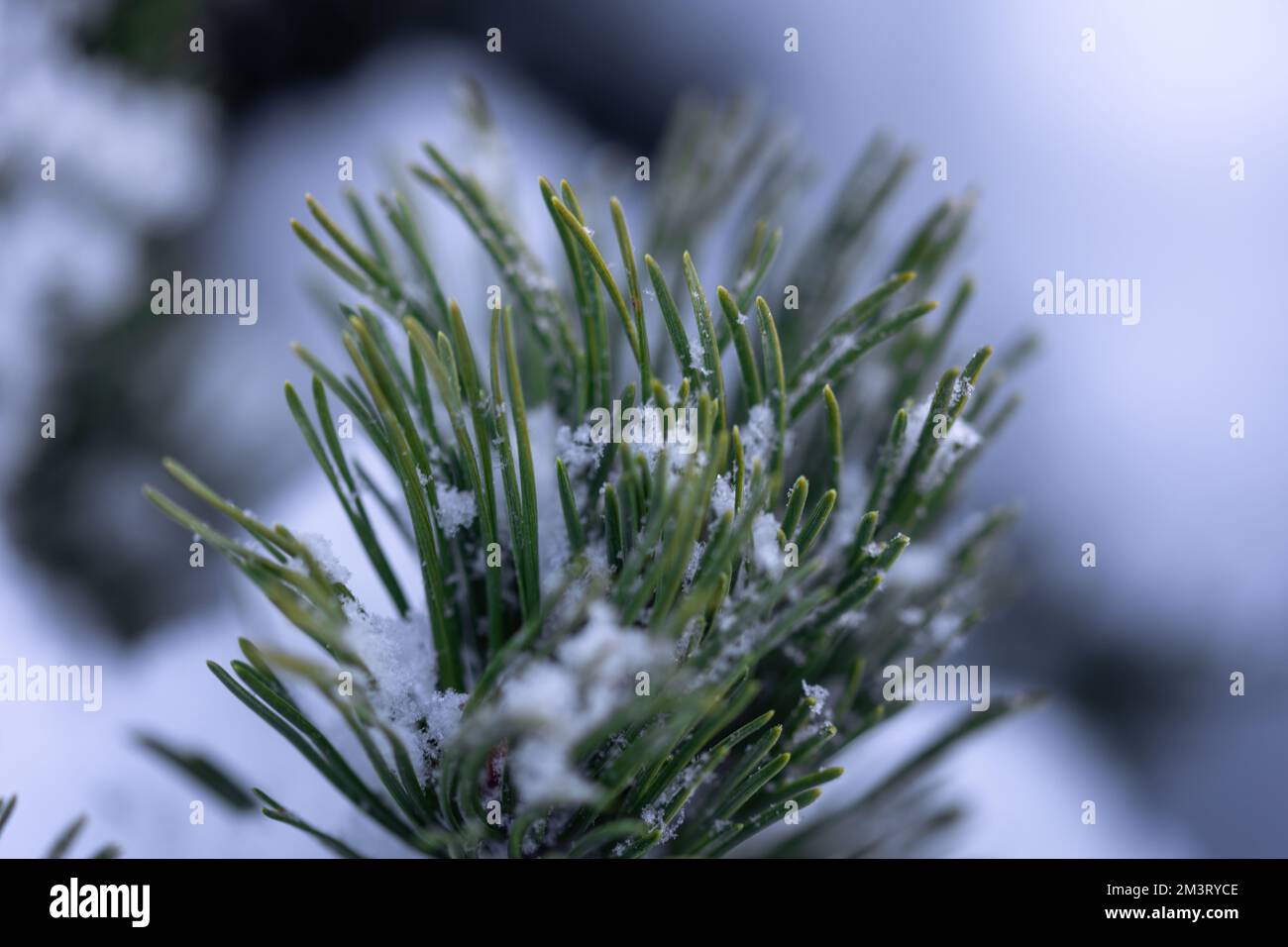 A closeup shot of a pine tree branch covered in snow Stock Photo - Alamy