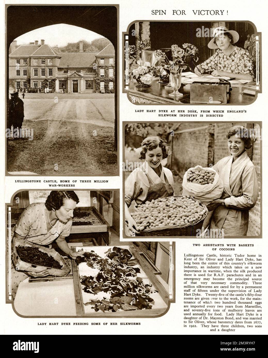 Page from The Tatler reporting on the silk production there overseen by Lady Hart Dyke.  Three million silkworms were cared for by a permanent staff of fifteen with twenty five of the castle's fifty four rooms given over to the work, which had increased due to the silk required for RAF parachutes. Lullingstone later provided silk for the wedding dress of Princess Elizabeth (Queen Elizabeth II) to Prince Philip in 1947. The silkworms were imported from China rather than Italy - for patriotic reasons!     Date: 1940 Stock Photo