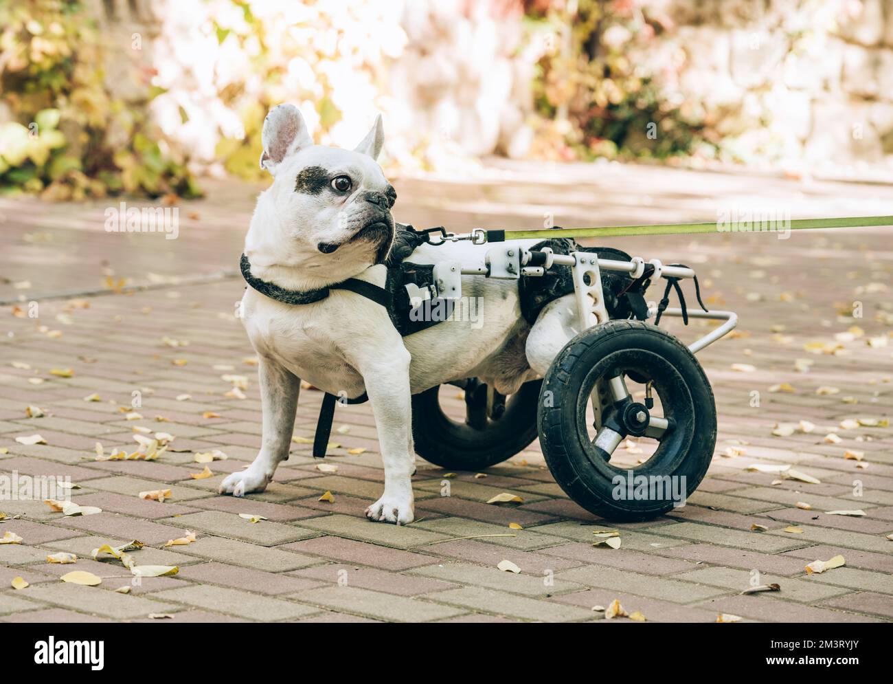 Dog's mobility problems concept. Dog with disabilities on a walk in